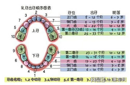 17个月宝宝长几颗牙，宝宝牙齿发育的奥秘与指南