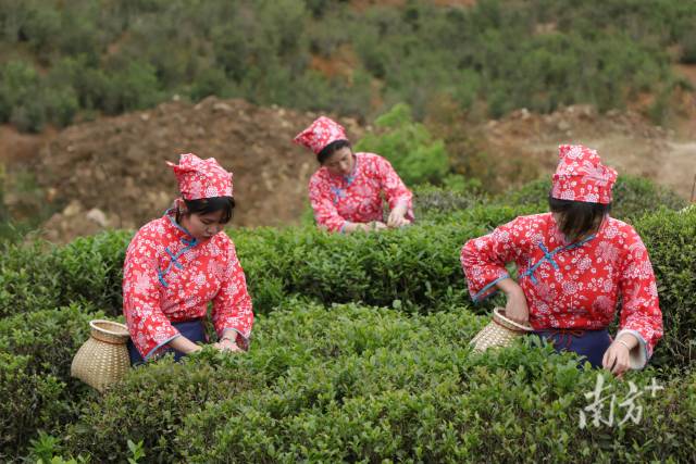 广东省各地茶叶生产情况