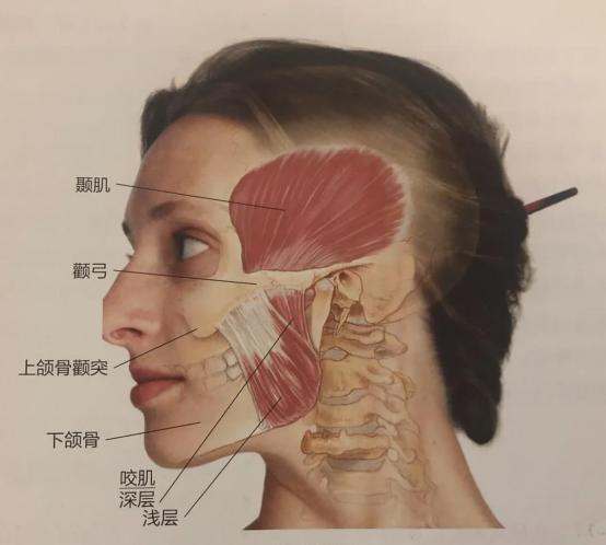 矫正牙齿一个月的变化，从期待到惊喜的旅程