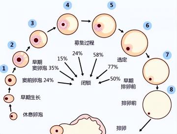 每个月排卵期，探索女性生理周期的奥秘